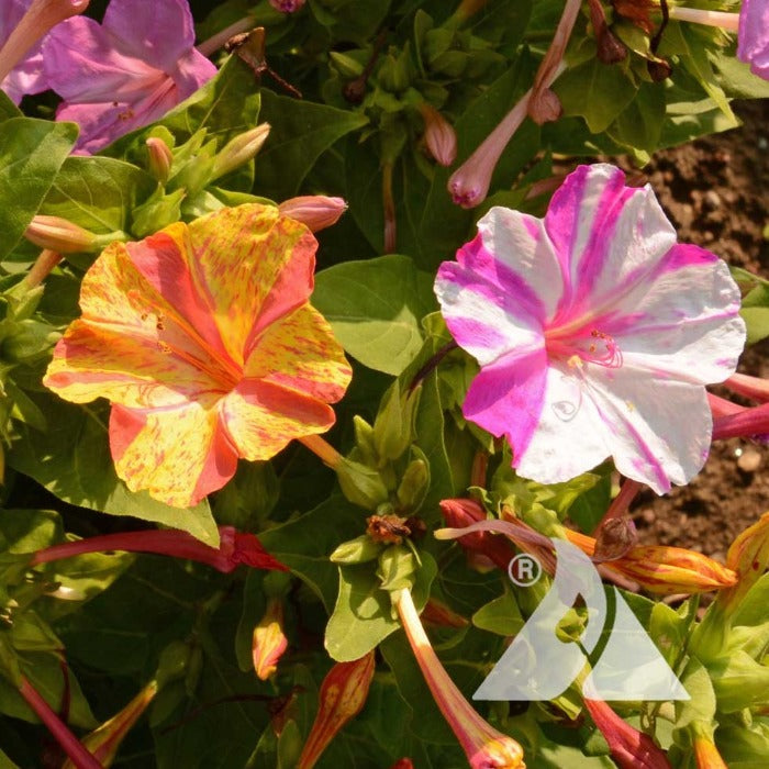 4/4 フラワー様 Grow Four-o'clock Flowers for Evening Blooms - Birds and Blooms