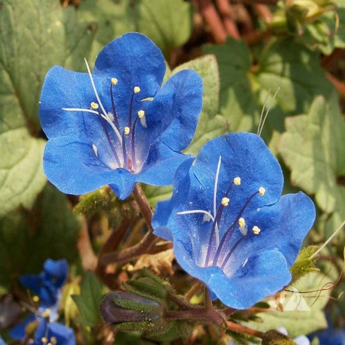 Bluebell, California (Phacelia campanularia) – Rivendell Distribution