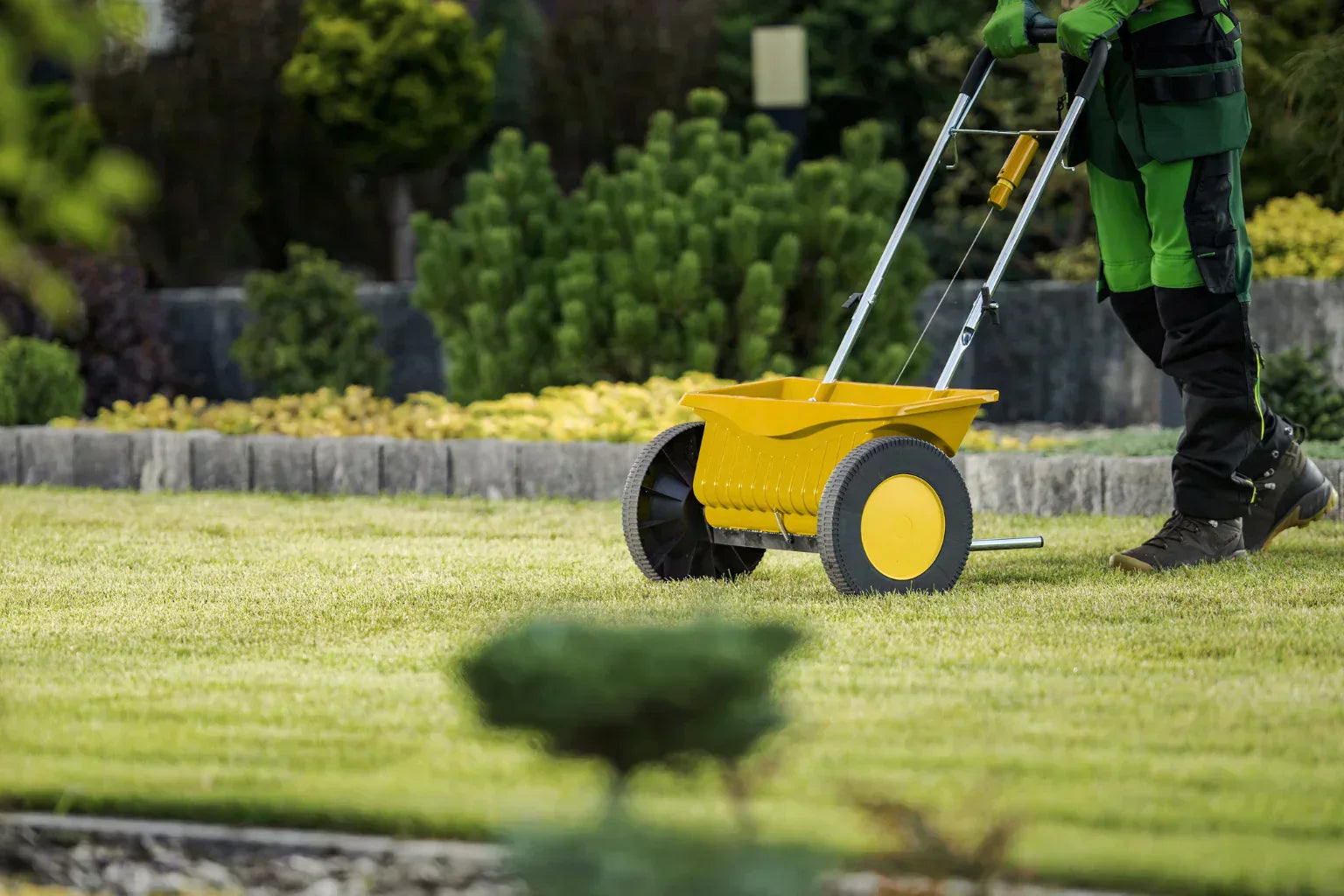 Yellow drop spreader applying grass seed across a green lawn with shrubs and a pine border.