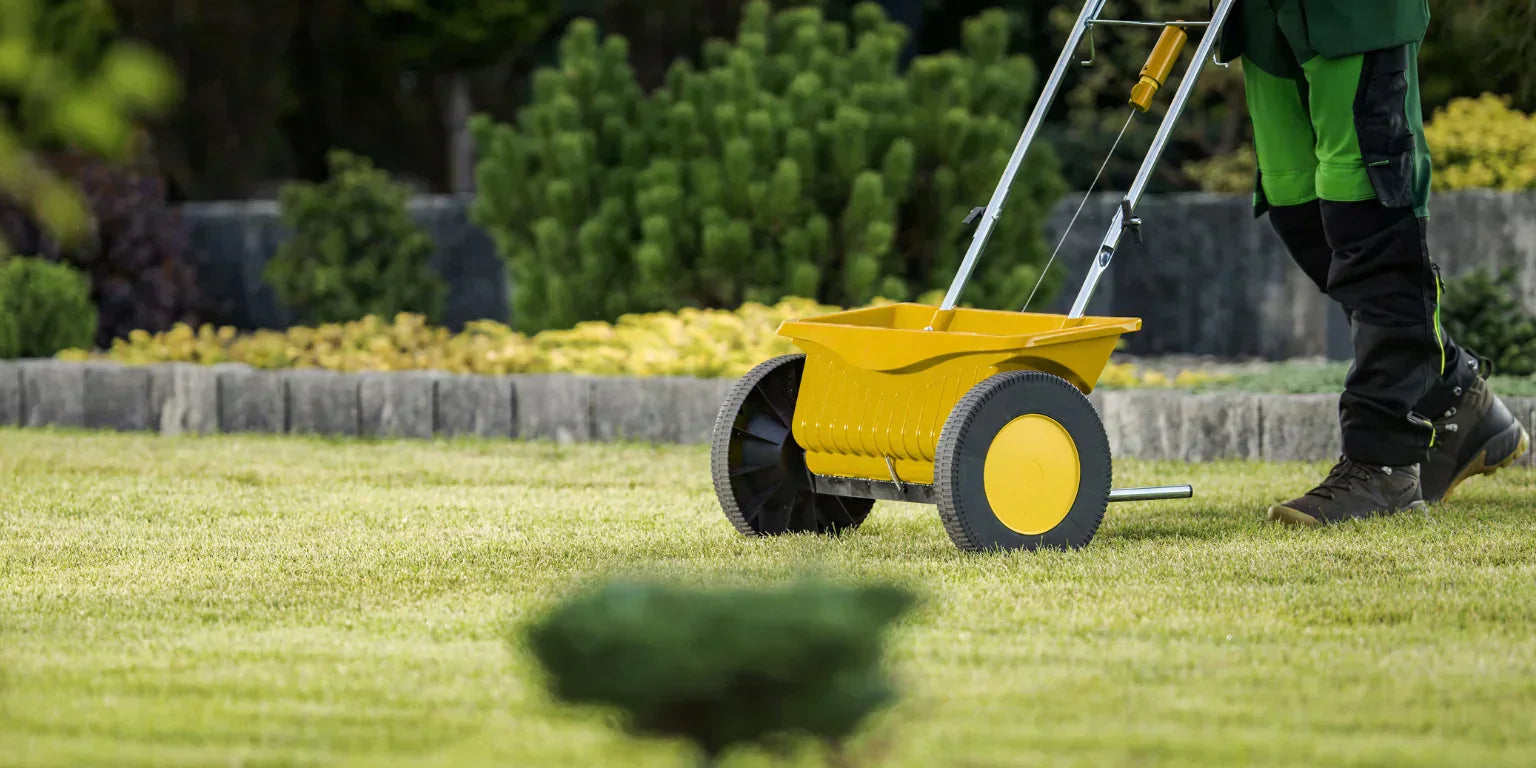 Yellow drop spreader applying grass seed across a green lawn with shrubs and a pine border.