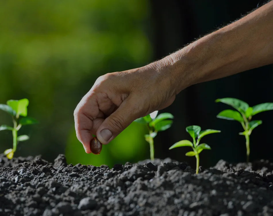 Hand sowing seed into dark soil between rows of small green seedlings.