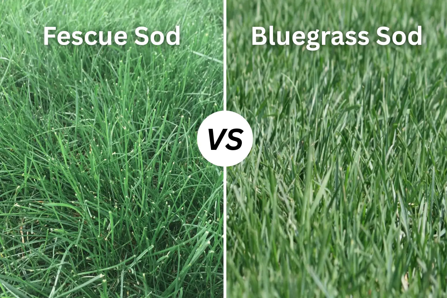 Fescue vs Bluegrass Sod