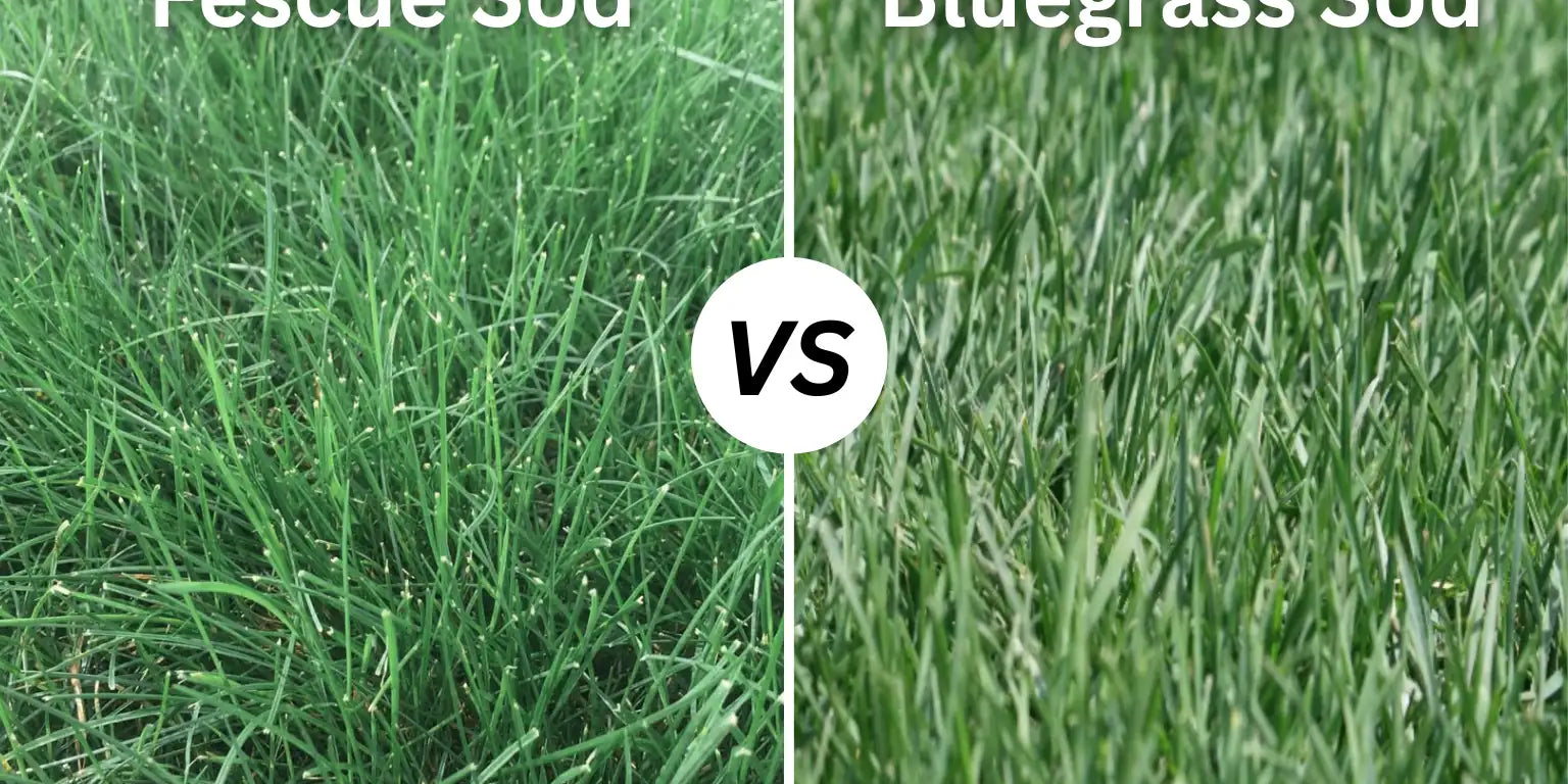 Fescue vs Bluegrass Sod