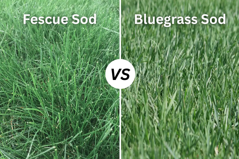 can you install sod in summer