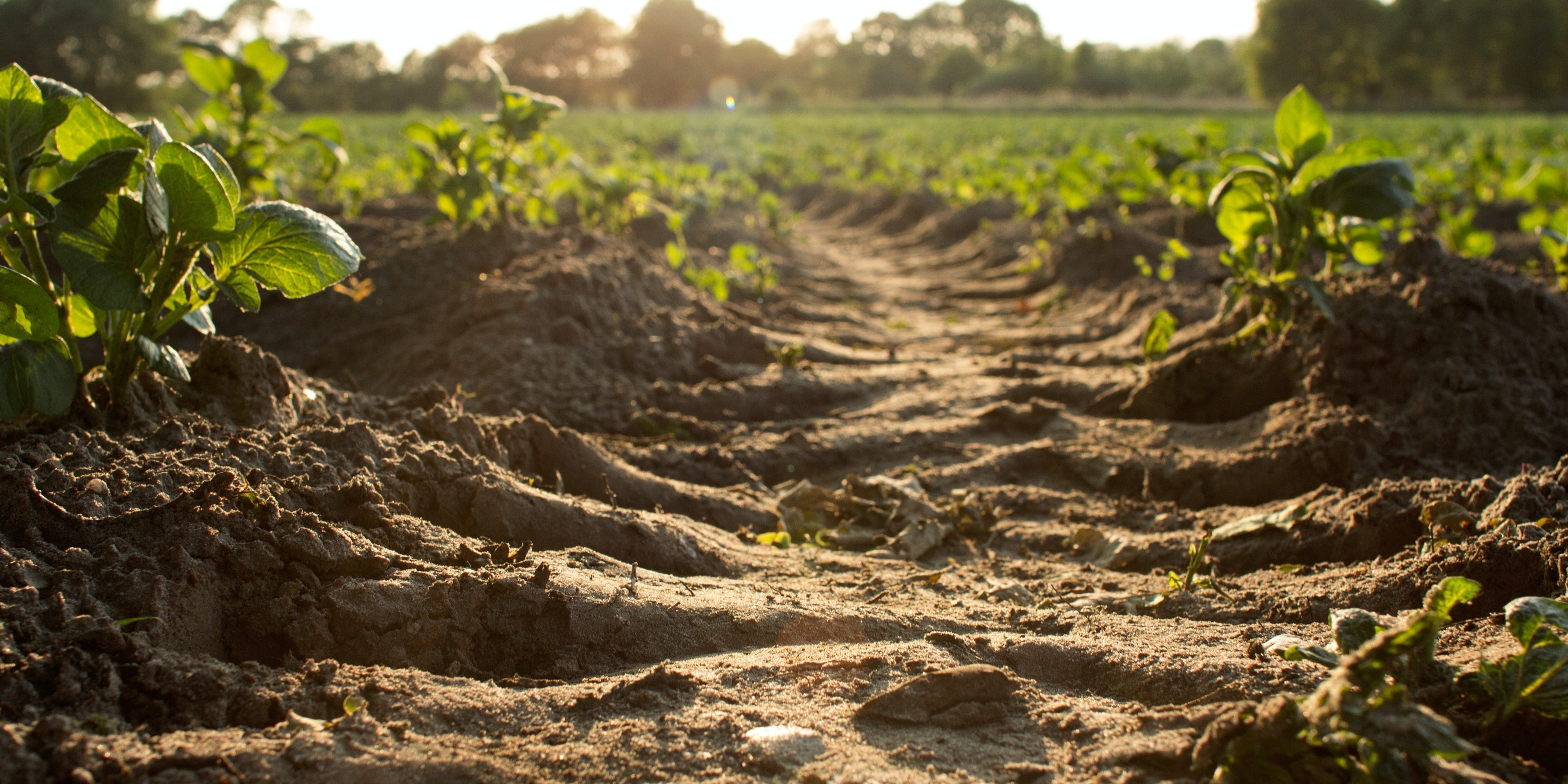 Rows of young vegetable plants growing in freshly worked soil at sunrise
