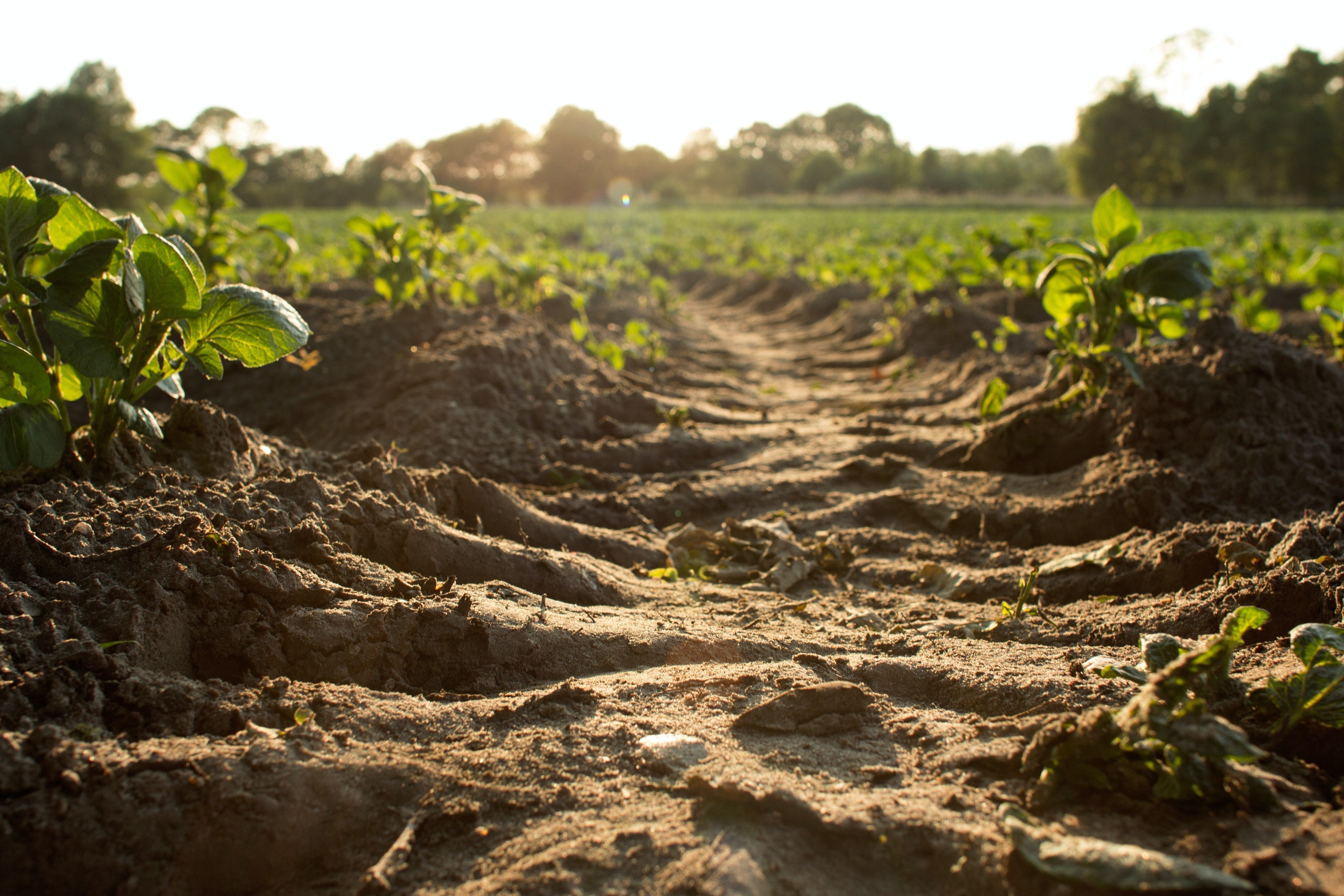 Rows of young vegetable plants growing in freshly worked soil at sunrise