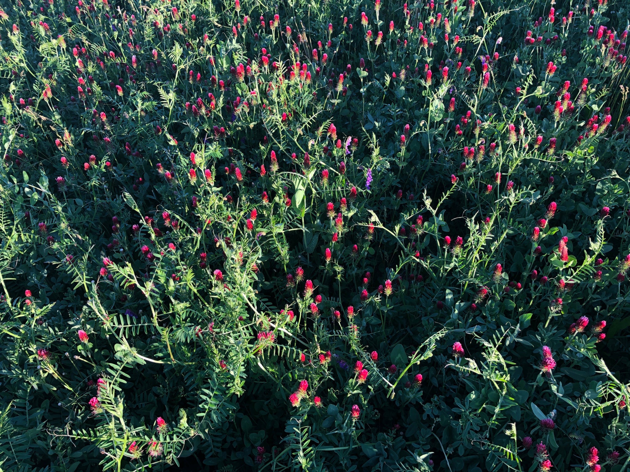 Crimson clover field in bloom.