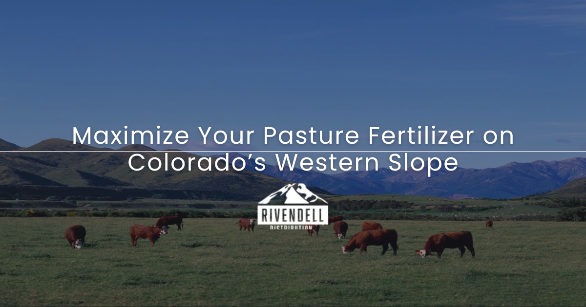 Hereford cattle grazing in a green Western Slope pasture below mountain peaks, with article title overlay on pasture fertilizer.