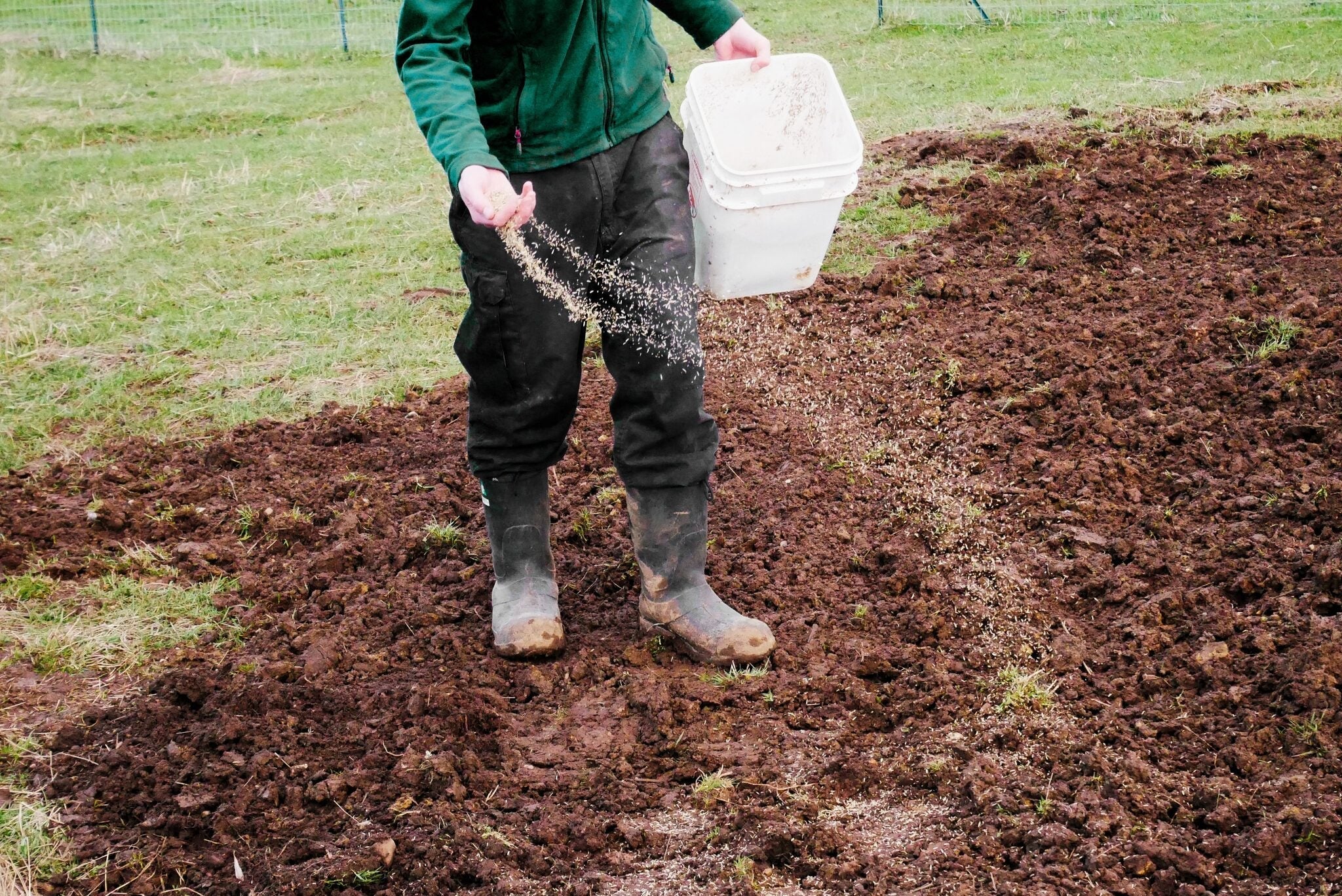 Broadcasting grass seed from a bucket over freshly tilled soil