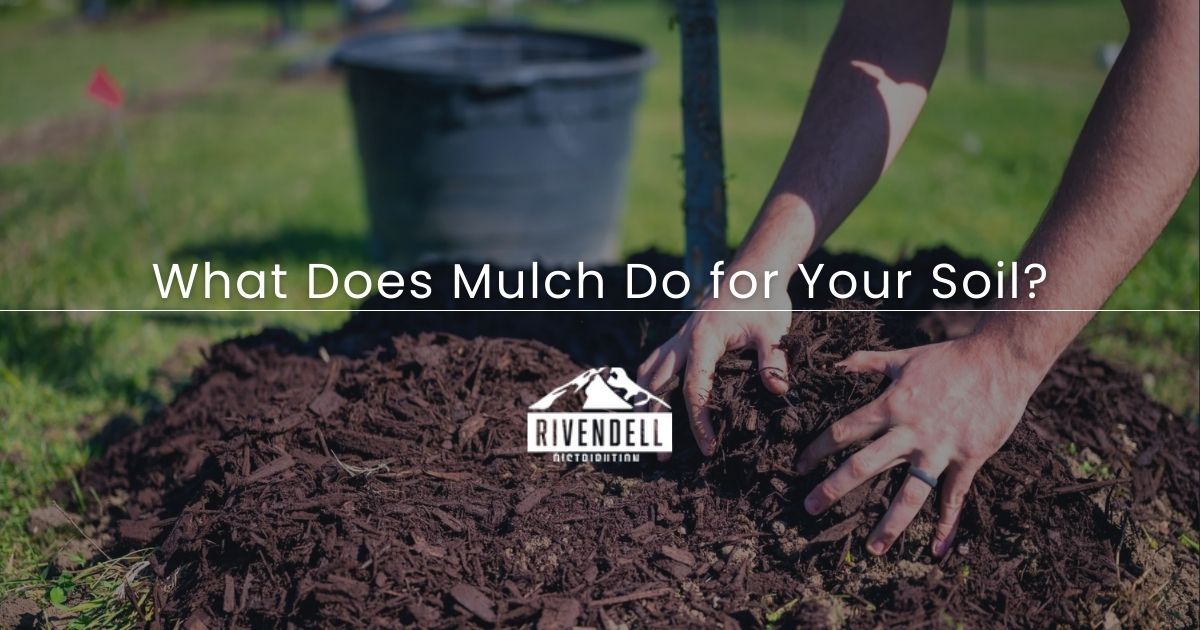 Dark brown mulch being applied to soil outdoors.