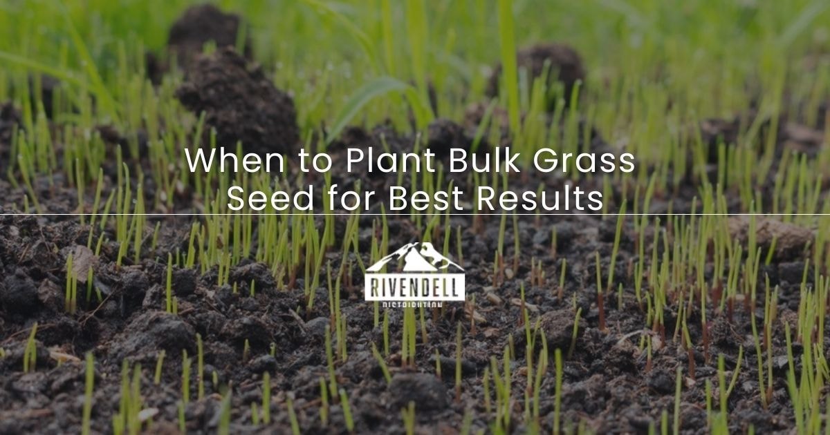Closeup of grass seedlings sprouting from dark soil with article title overlay on when to plant bulk grass seed.