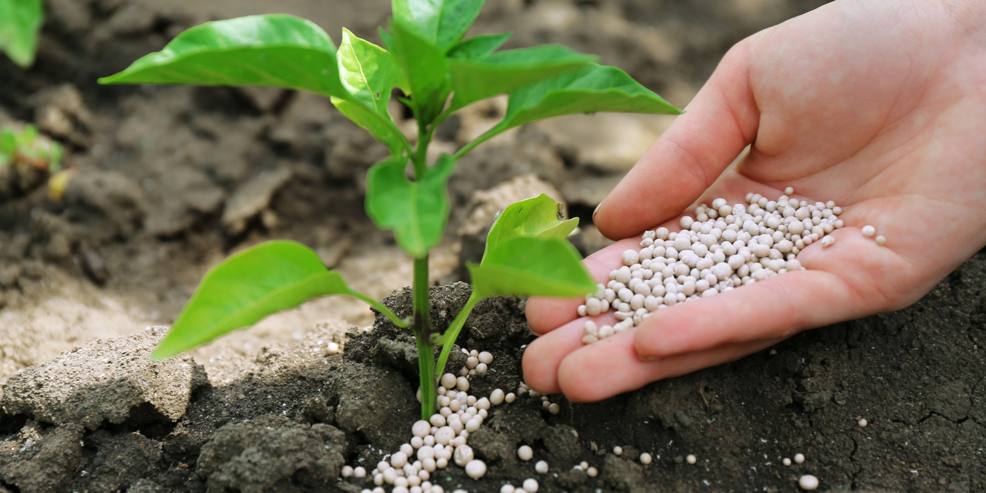 Gardener holding a handful of white granular fertilizer beside a young seedling in dark garden soil