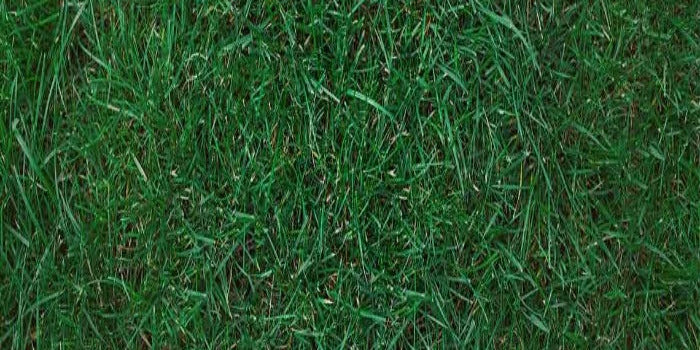 The Best Bluegrass Seed for Colorado Lawns at Altitude