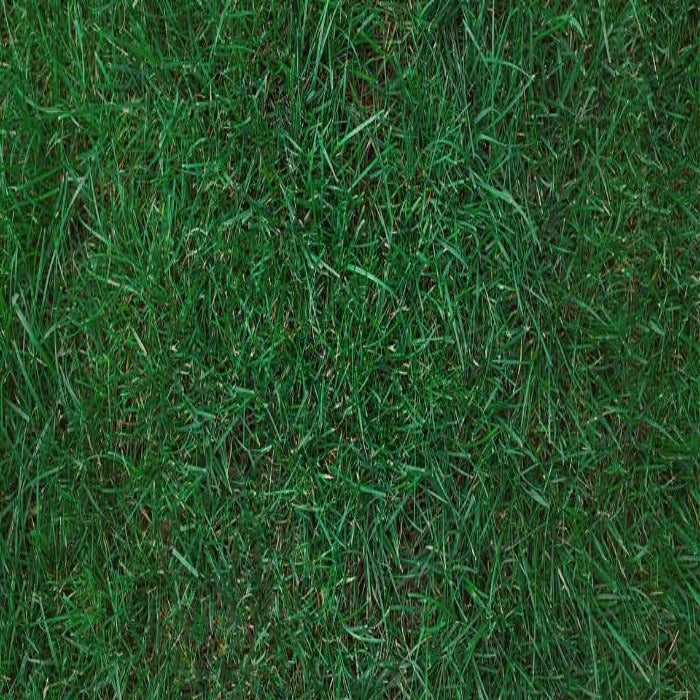 The Best Bluegrass Seed for Colorado Lawns at Altitude