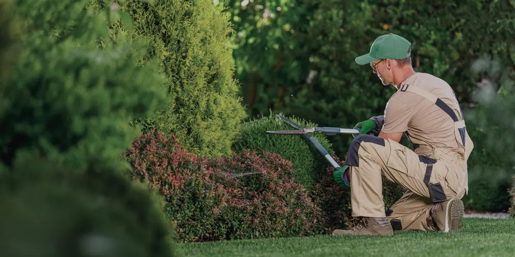 man cutting bushes