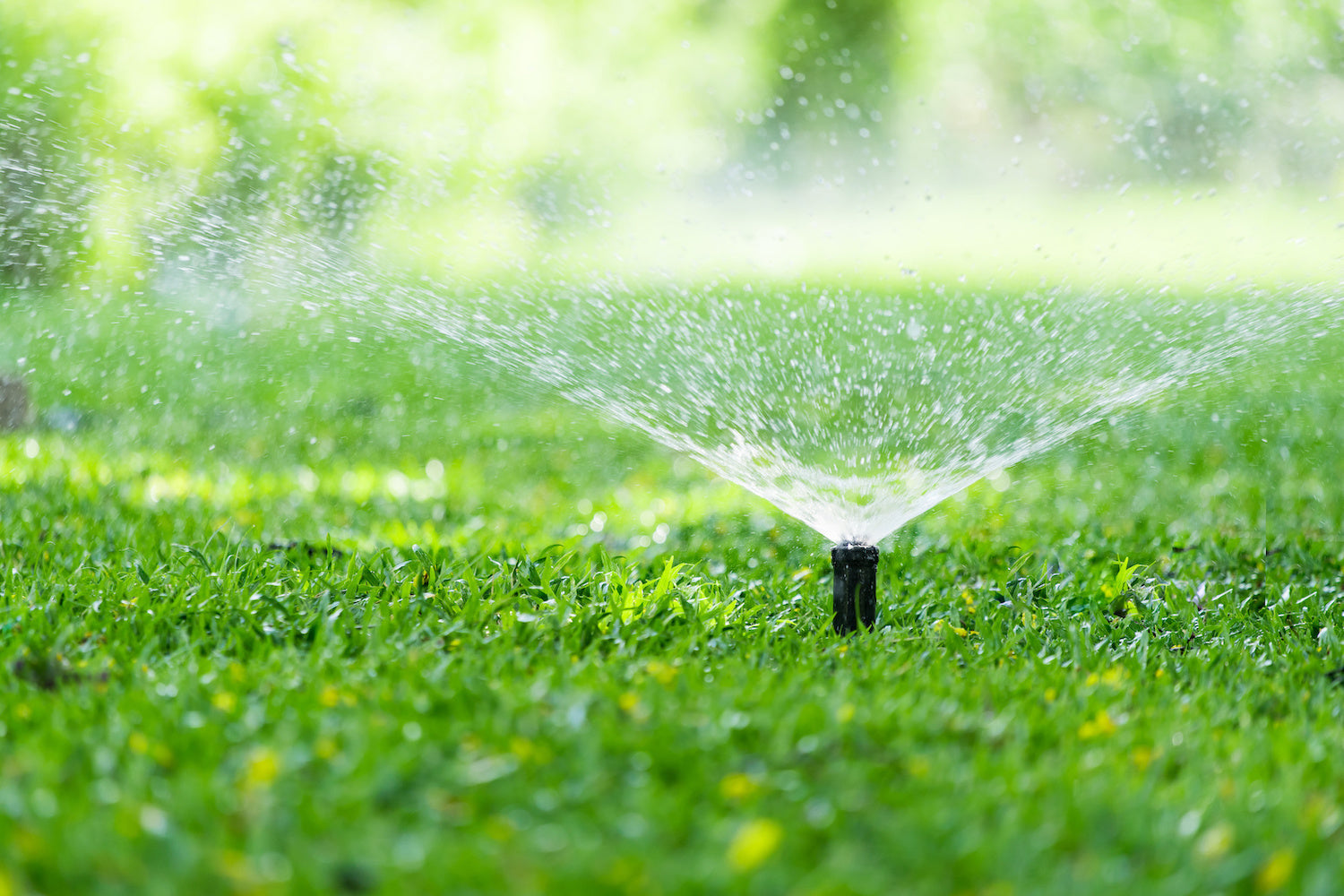 Pop-up sprinkler spraying a fine mist of water over a green lawn