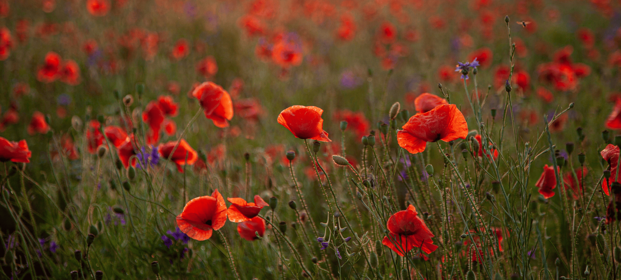 Field of red poppies and wildflowers in a meadow at dusk.