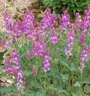 Patch of Utah Sweetvetch (Hedysarum boreale) with pink-purple flower clusters in a dryland landscape.