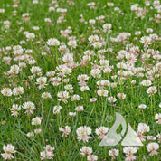 Clover, White Dutch (Trifolium repens)