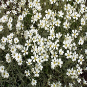 Snow-in-Summer (Cerastium biebersteinii)