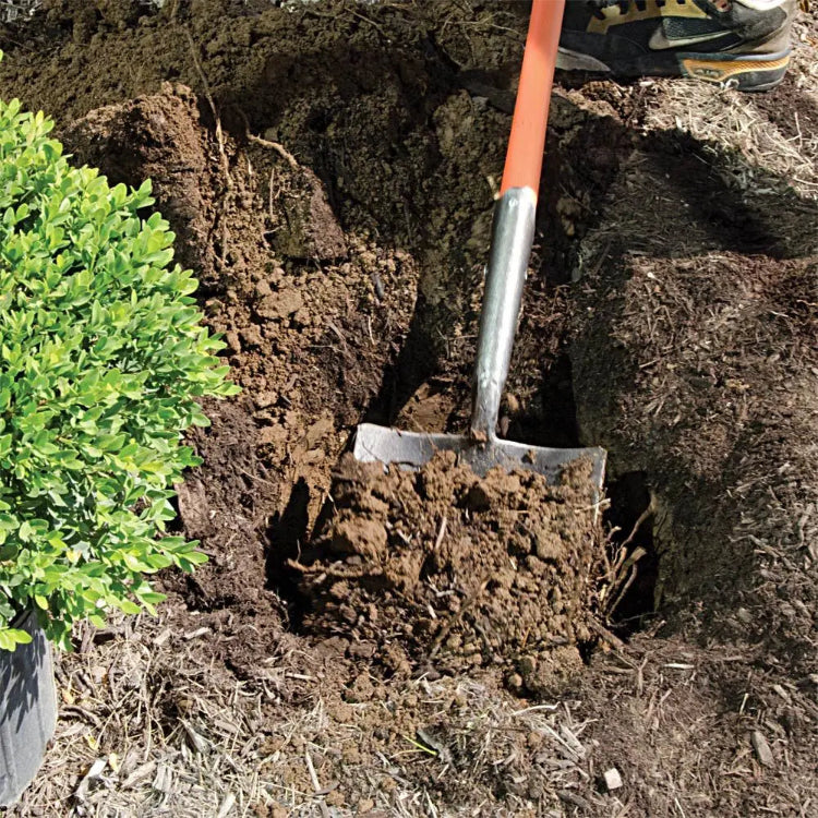Caprock irrigation shovel breaking through hard soil in a planting hole.