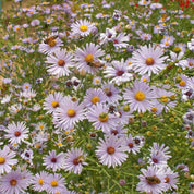 Aster, Smooth (Symphyotrichum laeve)