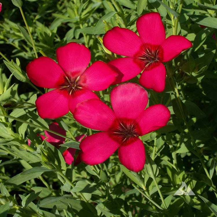 Flax, Scarlet (Linum grandiflorum rubrum)