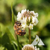 Clover, White Dutch (Trifolium repens)