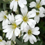 Snow-in-Summer (Cerastium biebersteinii)