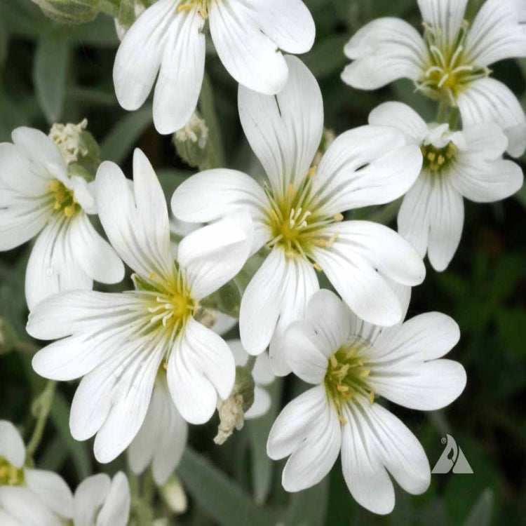 Snow-in-Summer (Cerastium biebersteinii)
