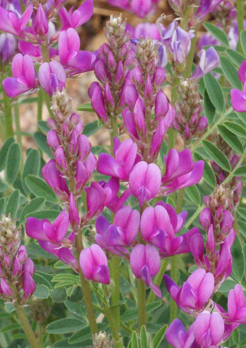 Dense cluster of Utah Sweetvetch in bloom showing magenta flowers and silvery-green pinnate leaves.
