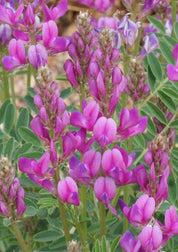 Dense cluster of Utah Sweetvetch in bloom showing magenta flowers and silvery-green pinnate leaves.
