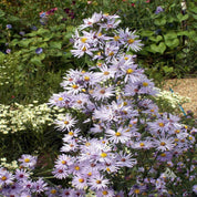 Aster, Smooth (Symphyotrichum laeve)