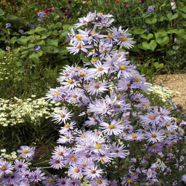 Aster, Smooth (Symphyotrichum laeve)