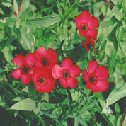 Flax, Scarlet (Linum grandiflorum rubrum) – view 2