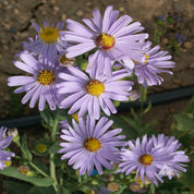 Aster, Smooth (Symphyotrichum laeve)