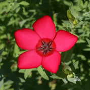 Flax, Scarlet (Linum grandiflorum rubrum) – view 3