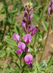 Single Utah Sweetvetch flower stalk closeup showing pea-like pink-purple blooms and pinnate leaves.