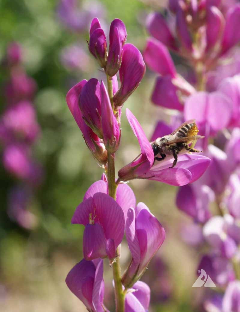 Closeup of Utah Sweetvetch flower stalk with a honeybee gathering nectar from a magenta bloom.