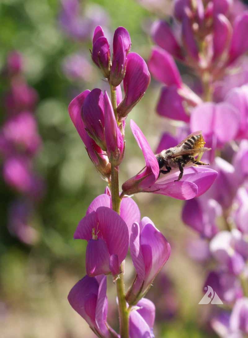 Closeup of Utah Sweetvetch flower stalk with a honeybee gathering nectar from a magenta bloom.