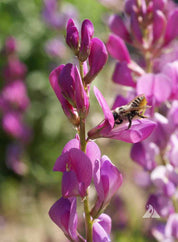 Closeup of Utah Sweetvetch flower stalk with a honeybee gathering nectar from a magenta bloom.