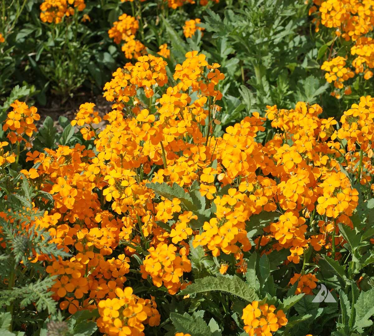 Cluster of Siberian Wallflower (Cheiranthus allionii) with bright orange-yellow flowers and green leaves.