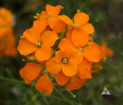 Closeup of Siberian Wallflower flowers showing four-petal orange blooms with yellow centers.