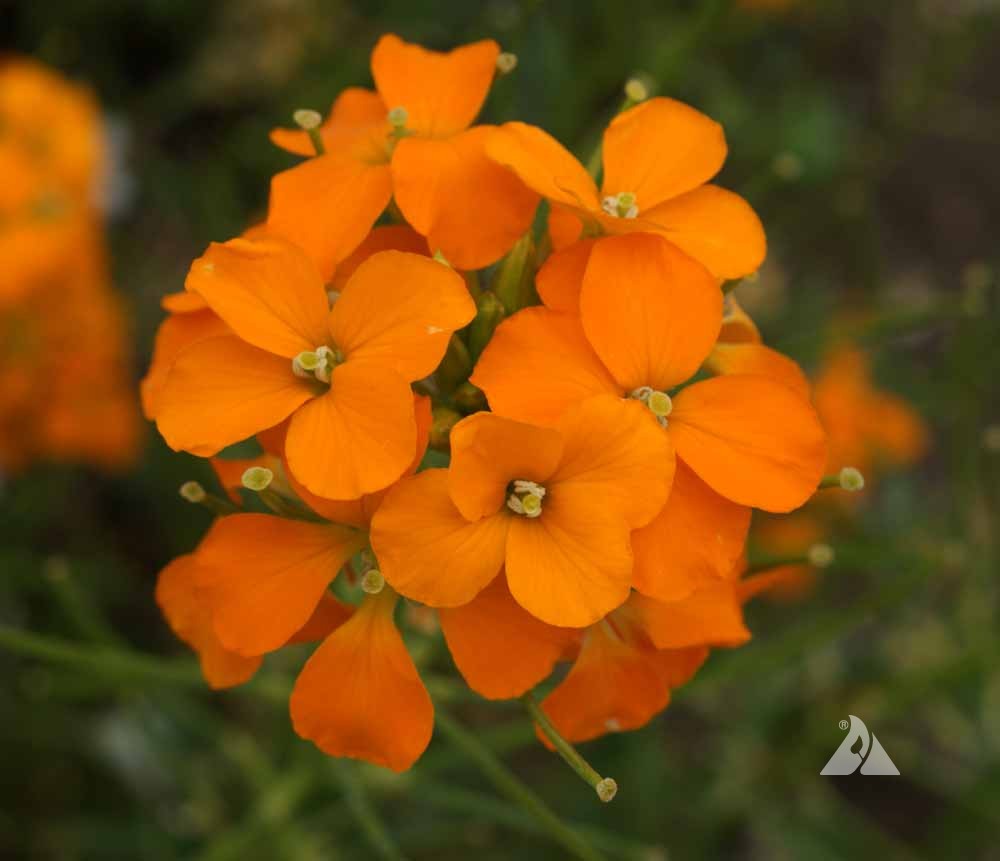 Closeup of Siberian Wallflower flowers showing four-petal orange blooms with yellow centers.