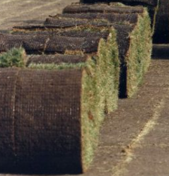 BIG ROLL SOD — Colorado-grown sod.