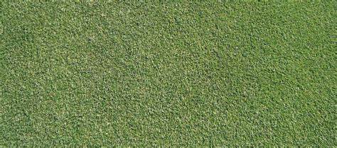 Closeup overhead view of dense bentgrass turf surface.