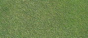 Closeup overhead view of dense bentgrass turf surface.