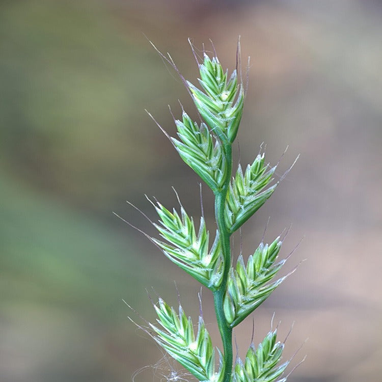 Gulf Annual Ryegrass seed head close-up
