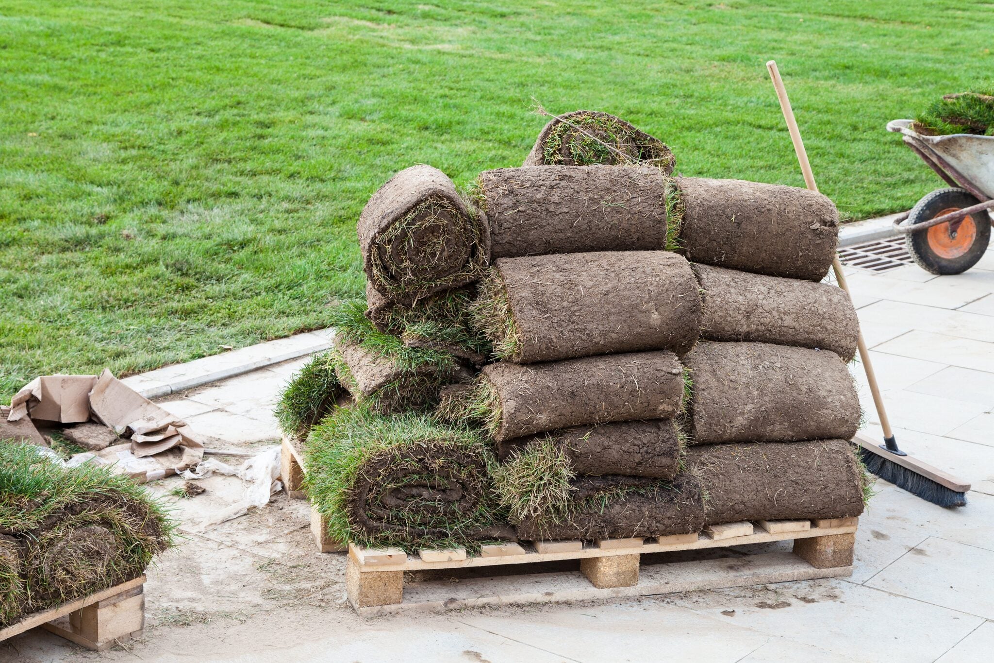 Kentucky_bluegrass_sod.jpg