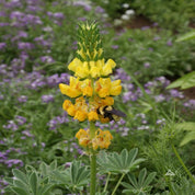 Yellow Lupine (Lupinus Microcarpus Densiflorus) flower with bee
